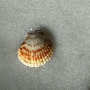 Elegant Calico Scallop Shell Pendant Necklace